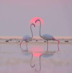 Meet your Posher, Sylvia